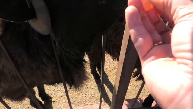 Ослик, Гиссарские овцы, Пони принимали витаминки! Donkey, Gissar sheep, Pony took vitamins! смотреть онлайн