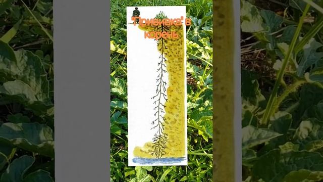 Капельный полив не нужен?! Невероятный 