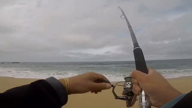 Berkely Gulp Sandworms & Barred Surf Perch смотреть онлайн