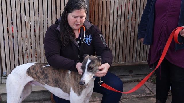 Episode 14: Silke the Foster Failure & Greyhound Healthcheck смотреть онлайн