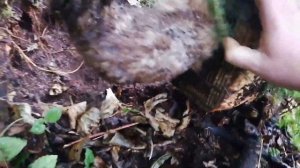 Ловим куницу на соты и Мёд // Куница разгрызла железную сетку // Охота2020/21.