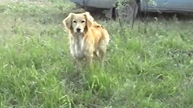 Рыбалка на реке Вычегда. г. Сыктывкар,мес. Парчег. смотреть онлайн