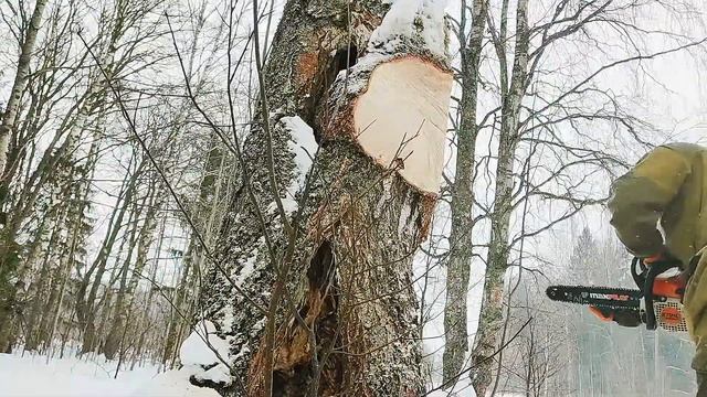 Гигантский сувель на березе. Грузоперевозки на лыжах. смотреть онлайн
