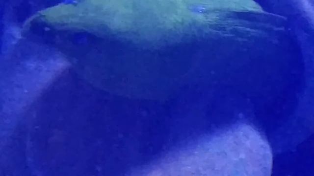 Atlantis Marine Habitat - Paradise Island, Nassau Bahama's. смотреть онлайн