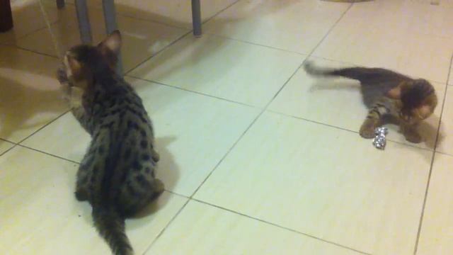 Котята питомника nice spotted играют. Саванна F4. смотреть онлайн