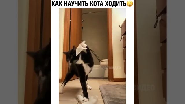 Как научить кота ходить на задних лапах смотреть онлайн