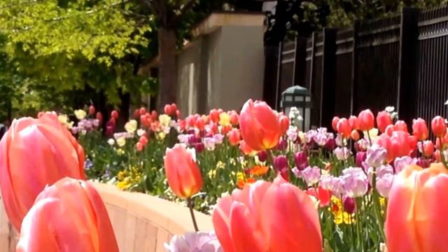 color stable of tulip bloom смотреть онлайн