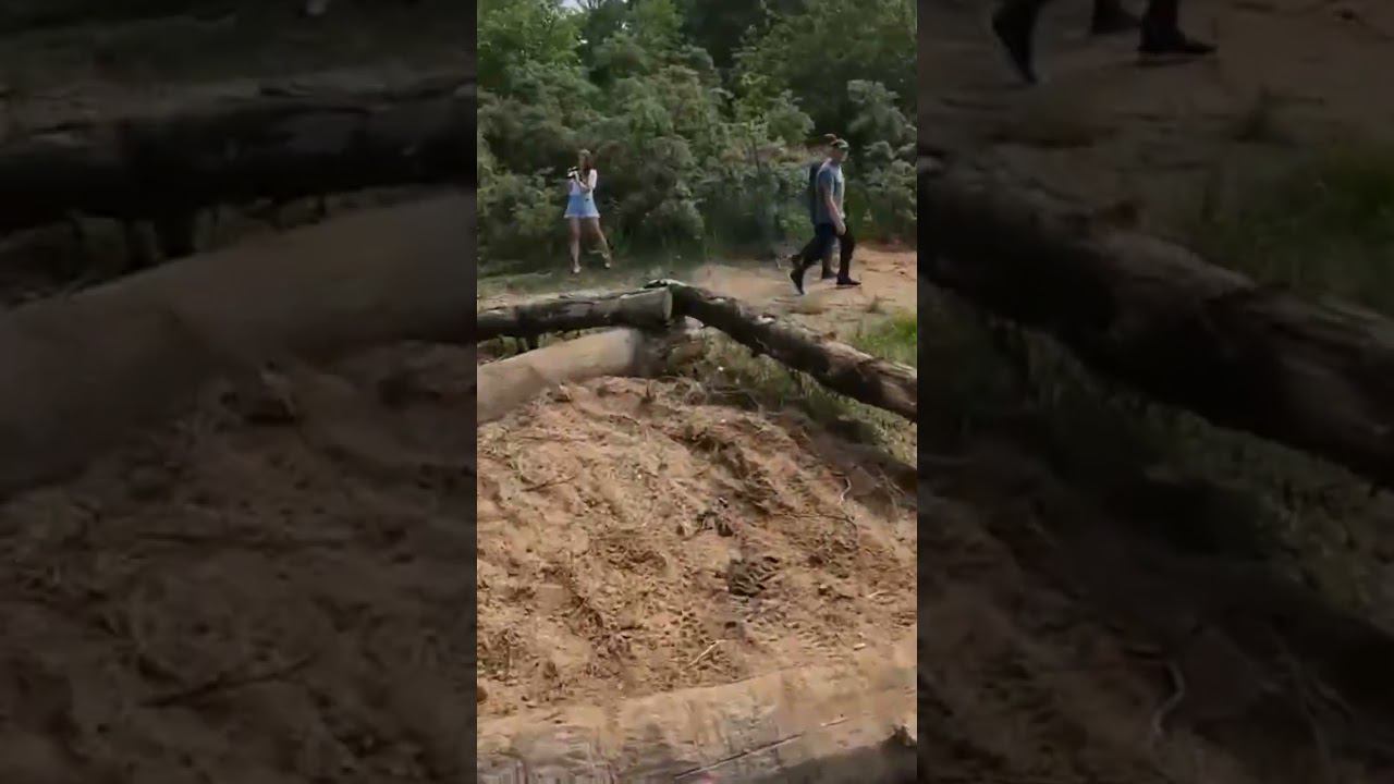 Ваулинский лось стадион смотреть онлайн