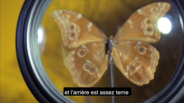 Comment fait le Morpho didius pour se camoufler ? смотреть онлайн