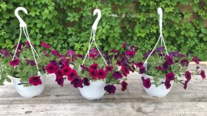 Ампельная петуния Изи вейв Бургунди велюр