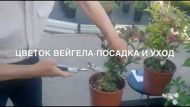 Вейгела-обрезка и уход смотреть онлайн