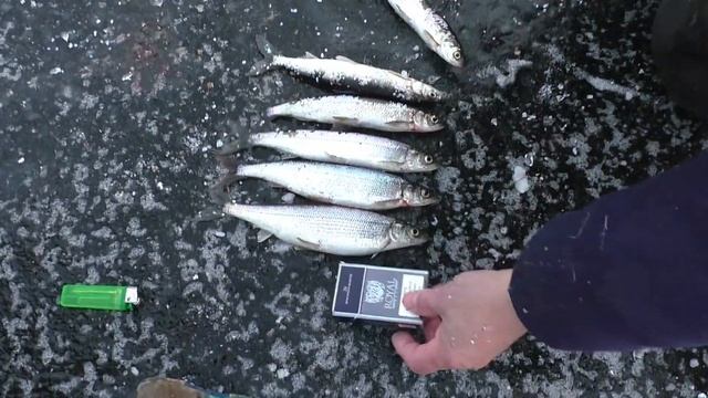 ДОБЫЛ ГЛУХАРЯ,НО НЕ Я/КАК ПОСТАВИТЬ СЕТЬ ПРИ ПОМОЩИ ШЕСТА / ПРОВЕРКА СЕТЕЙ ЗИМОЙ / РЫБАЛКА СЕТЯМИ смотреть онлайн