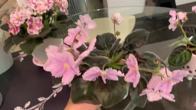 Лучший грунт для цветения фиалки смотреть онлайн