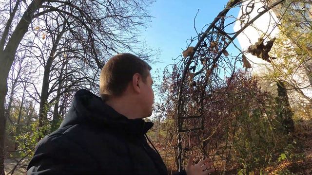 Ліани: деревозгубник, кампсіс, хвилівник