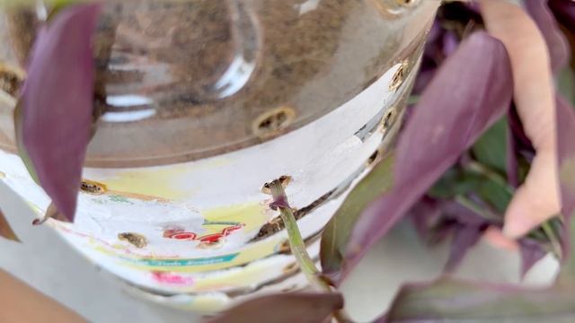 Recycle plastic bottles into beautiful hanging pots and how to propagate Tradescantia zebrina смотреть онлайн