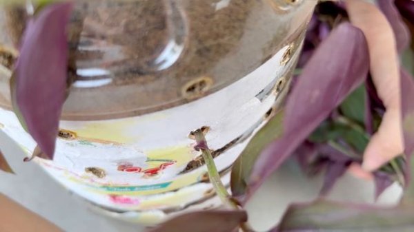 Recycle plastic bottles into beautiful hanging pots and how to propagate Tradescantia zebrina
