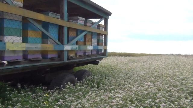 Цветение фацелии. Проблема химической обработки медоносных растений. В гостях на пасеке у ветврача смотреть онлайн