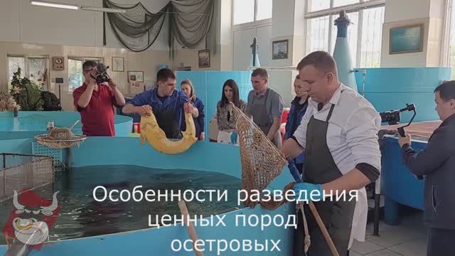 Особенности разведения ценных пород осетровых. Трейлер к репортажу. Подробности - скоро! смотреть онлайн