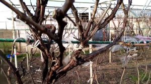 Обрезка винограда весной