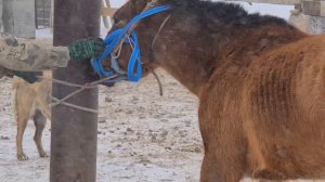 безопасная объездка лошади 2