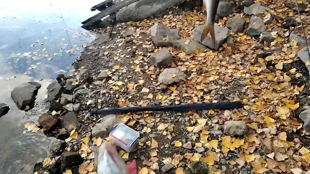ЗАПОРОЖЬЕ РЫБАЛКА ЗАДЕРЖАЛСЯ ДО ТЕМНА смотреть онлайн