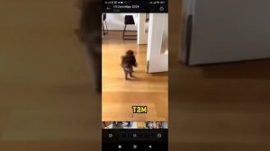 смешные котики