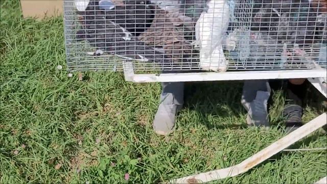 Сельские голуби. 28 08 2022 года, 3 часть. г Кропоткин ярмарка голубей декоративных птиц. смотреть онлайн