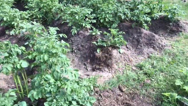 Штукатурка арболита опилко-известковым раствором Узбеками. Сувок дэвол арболита. смотреть онлайн