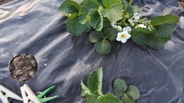 Спасал клубнику от заморозков. смотреть онлайн