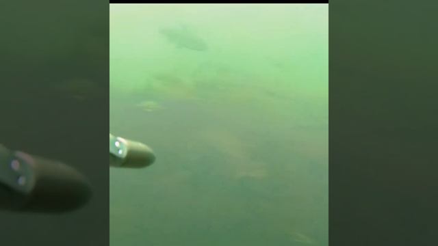 Премьера Нерест Налима #shorts смотреть онлайн