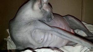 Роды СФИНКС