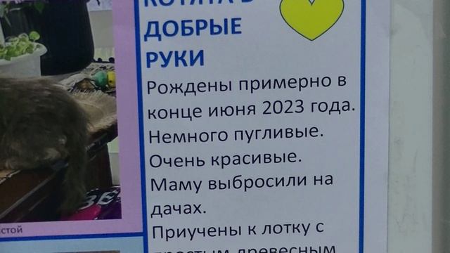 Доска обьявлений о животных. Декабрь 2023 ветклиника Бемби. смотреть онлайн