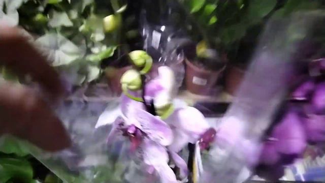 Новая поставка цветов в нашем магазине 12 декабря смотреть онлайн