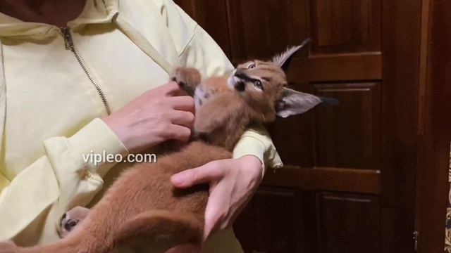 Caracal Female