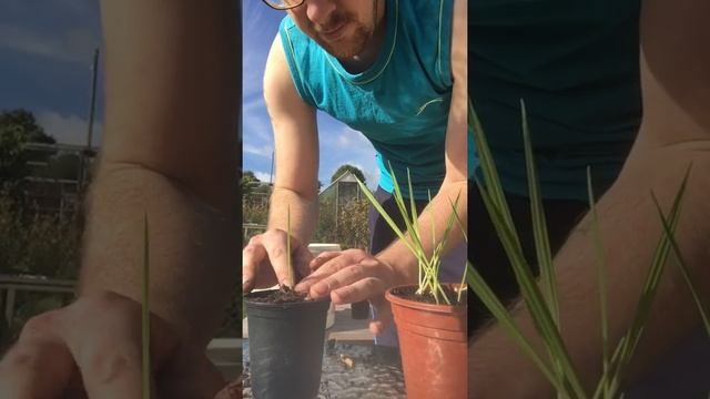 How To Transplant Washingtonia Filifera's Into 3 1/2 Inch Pots смотреть онлайн