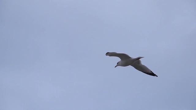 Поднимаю свои очи... смотреть онлайн