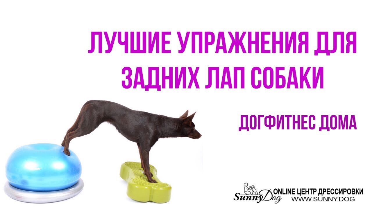 Урок 3. Лучшие упражнения для задних лап собаки. Дог фитнес дома