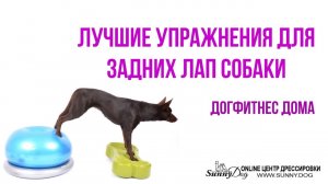 Урок 3. Лучшие упражнения для задних лап собаки. Дог фитнес дома