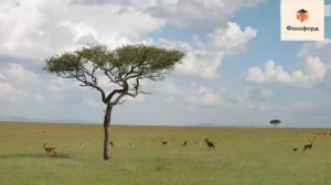 Южная Америка  Население