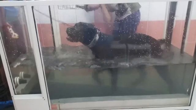 Гостиница Надодог. Фитнес на Водной беговой дорожке. Гостиница для собак. смотреть онлайн