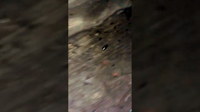 Как живут тараканы. смотреть онлайн