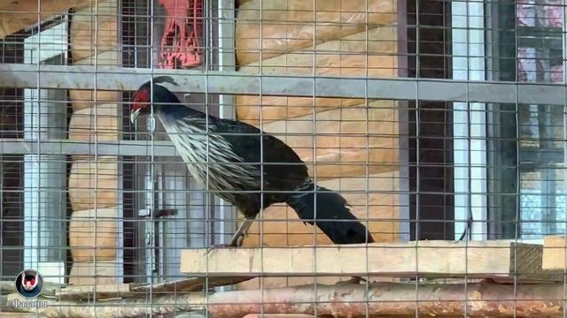 Чем кормить фазанов? How to feed pheasants? [секреты птицеводов] смотреть онлайн