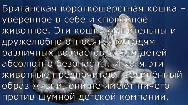 CAT Tishka! Британская короткошерстная кошка! 2 факта! смотреть онлайн