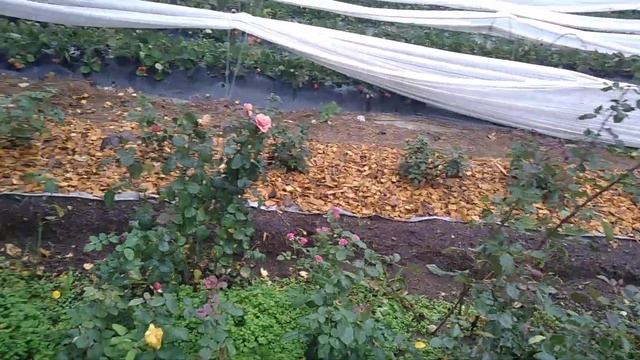 Почвенный гриб Триходерма и хищный гриб Бавария применение на клубнике!