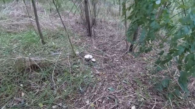 Пошли ЗА ГРИБАМИ | В ДЕРЕВНЕ | Осенние ГРИБЫ #пошлизагрибами #вдеревне #осенниегрибы