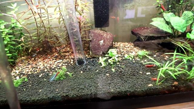 Cleaning my Babies aka Cherry Shrimp Tank смотреть онлайн