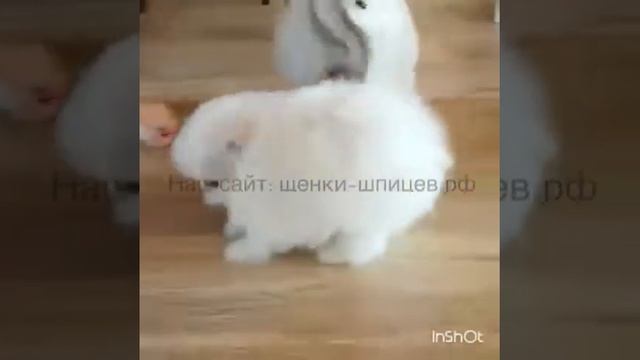 Белоснежные карликовые шпицы в продаже смотреть онлайн