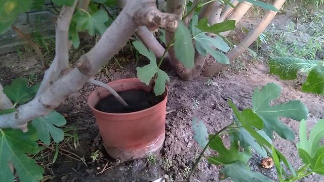 ИНЖИР/Размножение воздушными отводками смотреть онлайн