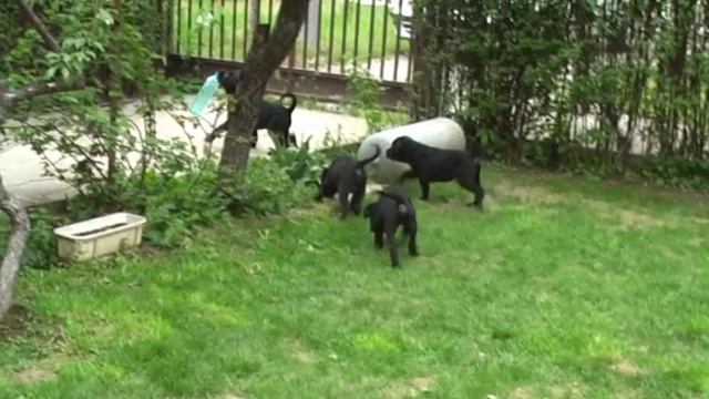 Boss Sangue Magnifica & Calibra puppies смотреть онлайн