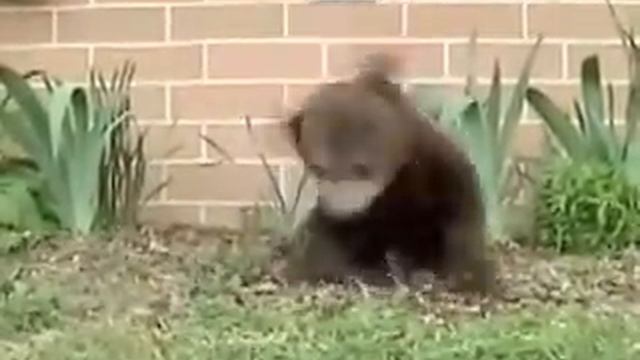 Чихающий мишка.flv смотреть онлайн